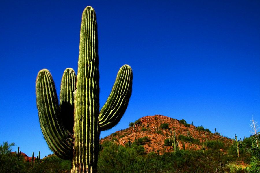 emitir condensador por ejemplo Biomimética: los cactus nos enseñan a obtener agua del aire | Prensa  Cooperativa Electrica Trelew
